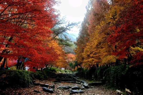 장동산림욕장の写真2