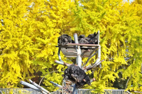 ベアートリーパークの写真3