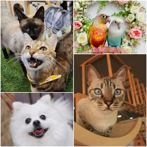 ミーアキャットインザシティの写真2