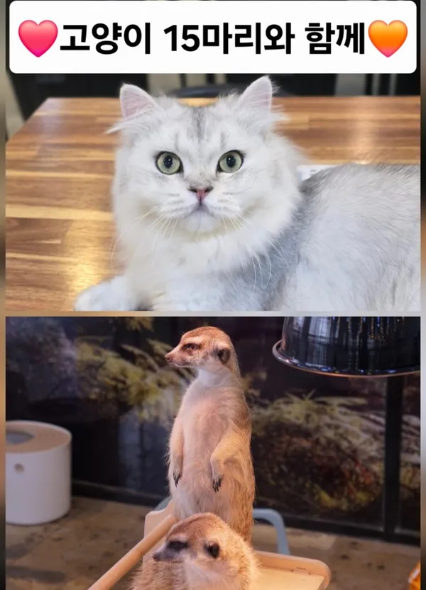 ミーアキャットインザシティの写真3