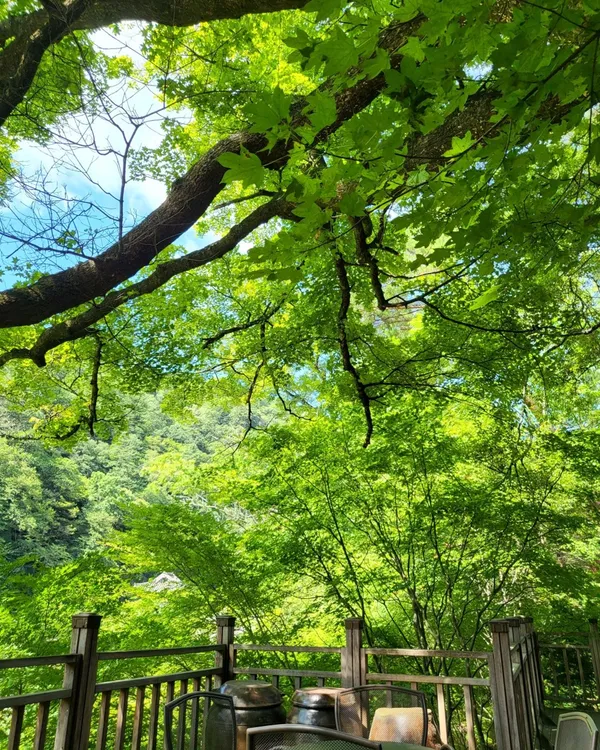 ナンダナの写真2