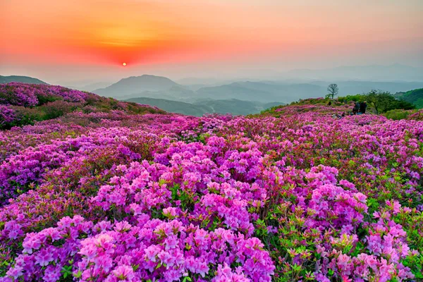 황매산군립공원