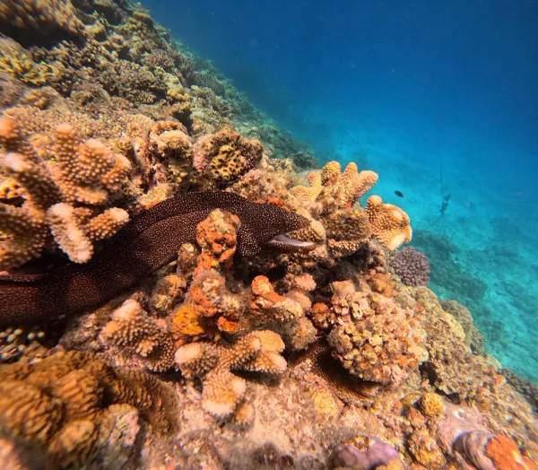 ocean style, photo 4