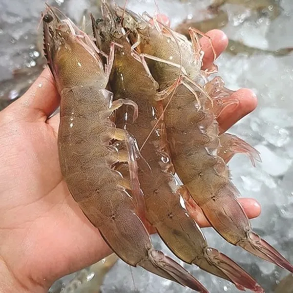 공룡고기새우