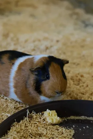 トキワゴブギ