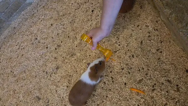 토끼와거북이 사진 4