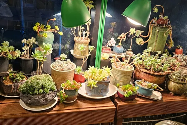 달카페 사진 3