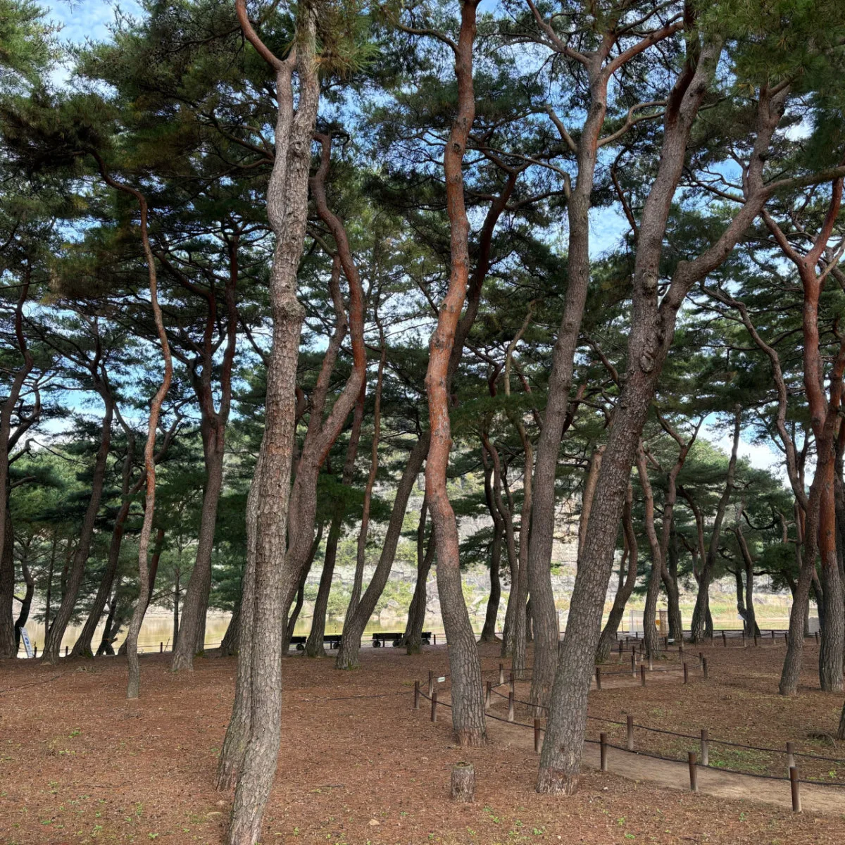안동하회마을 만송정 숲