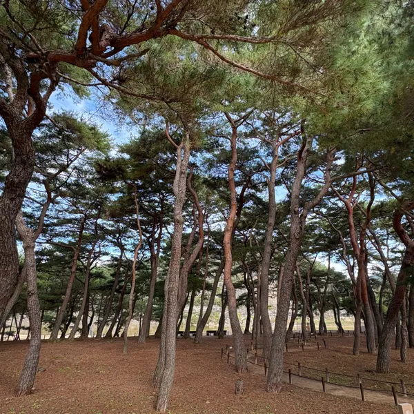 안동하회마을 만송정 숲 사진 3