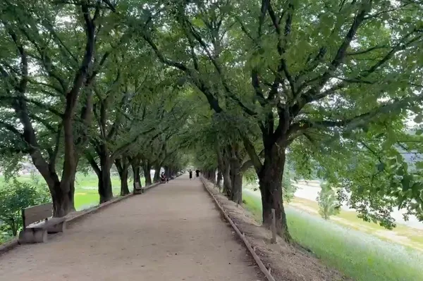 안동하회마을 만송정 숲 사진 5