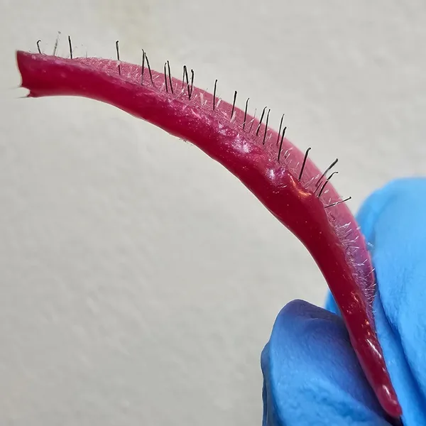 자디니스파 라이콘 왁싱 전주 딥뷰티 사진 5