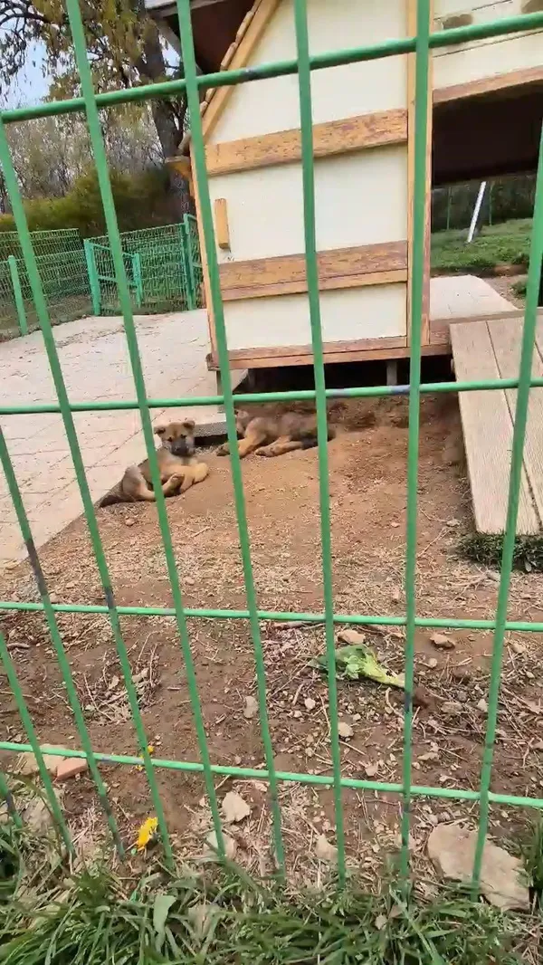 진도개테마파크 사진 2