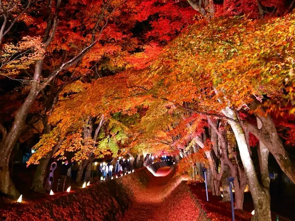 단풍회랑の写真2