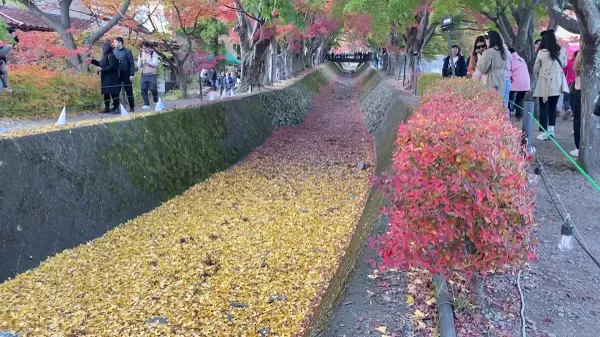단풍회랑の写真3