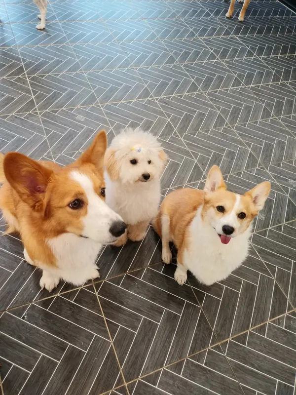 놀다가개 사진 3