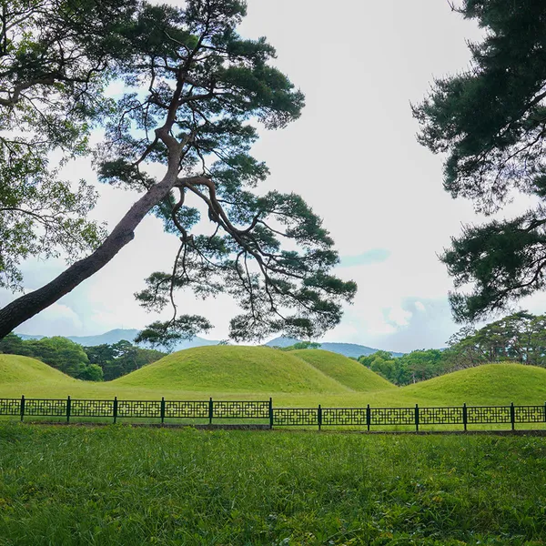 경주 오릉 사진 3
