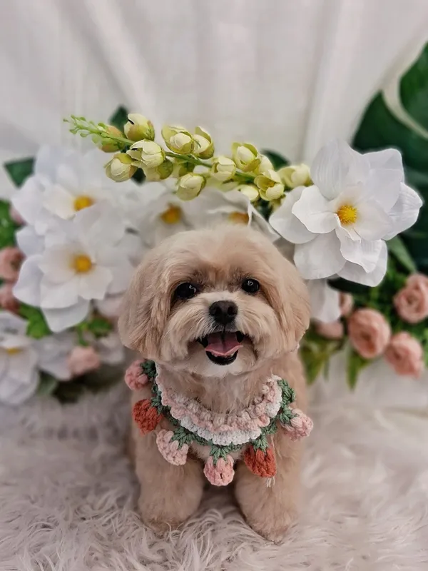 보카보카 사진 2