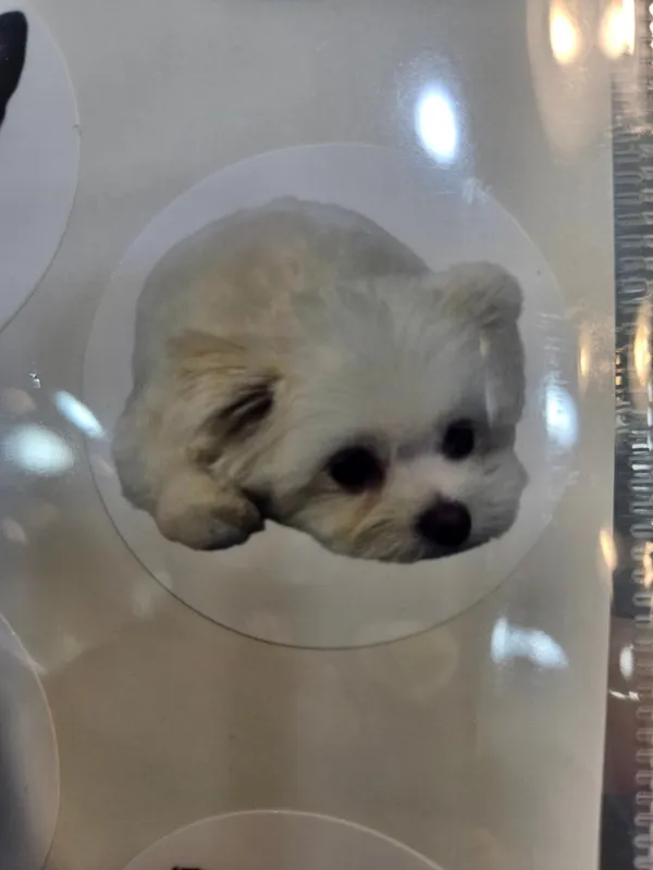 펫빌리지 사진 3