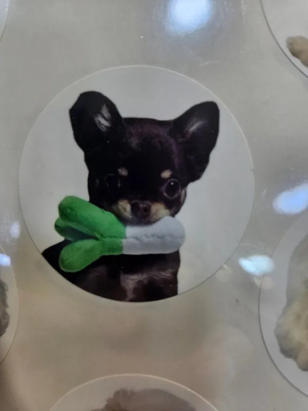 펫빌리지 사진 4