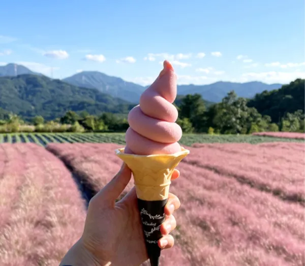 ハーブアイランド ピンクミュリ祝祭