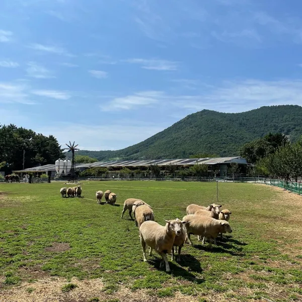 한우드림 동물체험장 사진 3