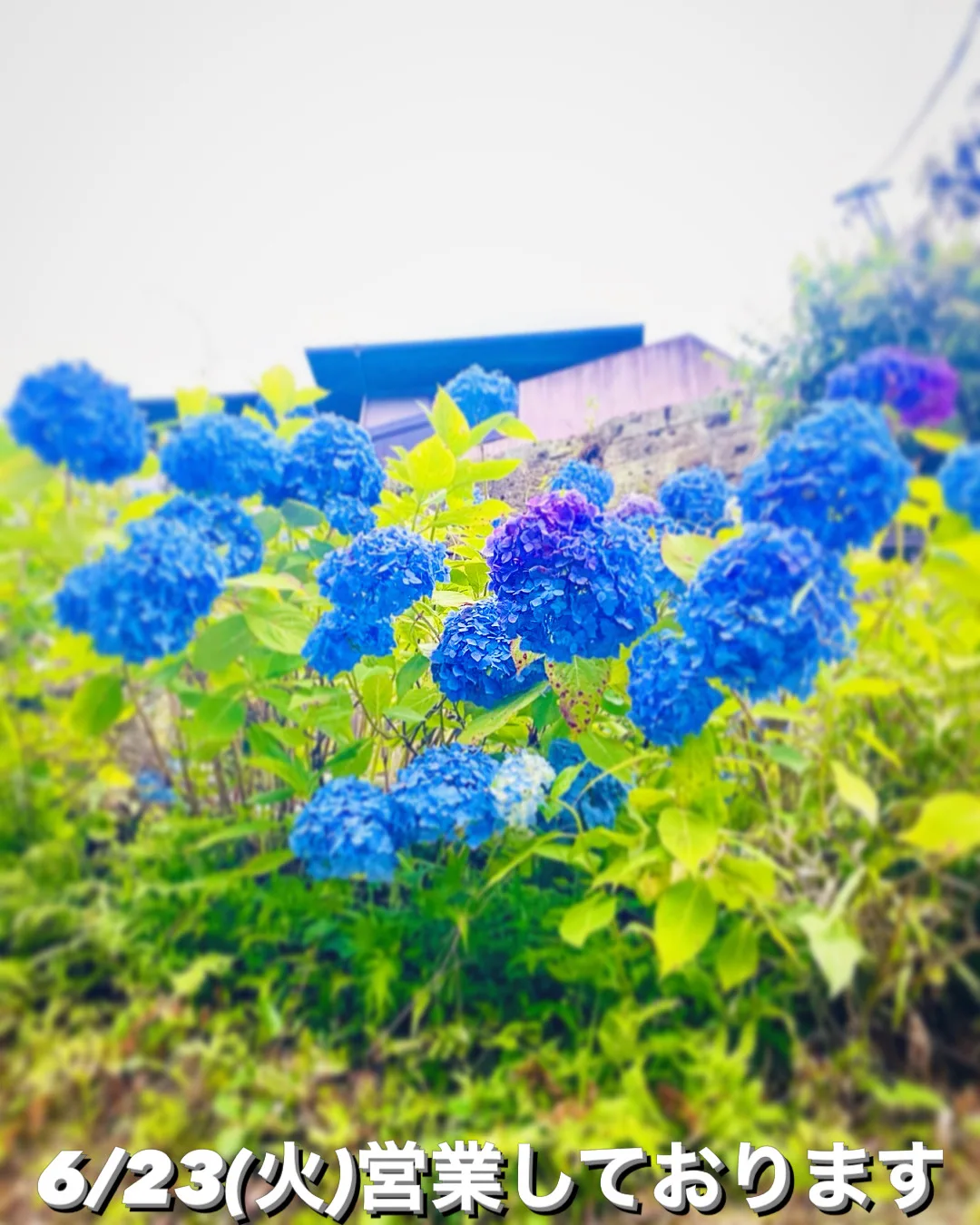 Kamakura oudon Tama usagi