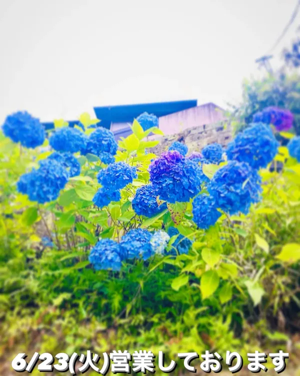Kamakura oudon Tama usagi