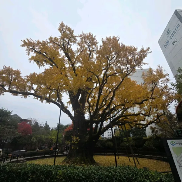 방학동은행나무