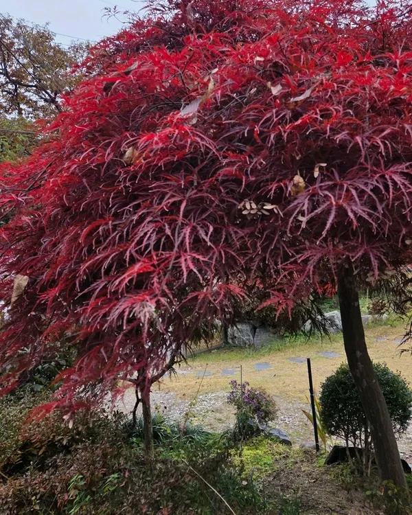 방학동은행나무 사진 2
