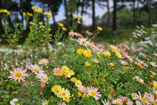 경주서악동삼층석탑 사진 4