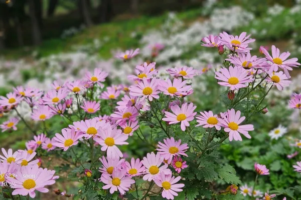 경주서악동삼층석탑 사진 5