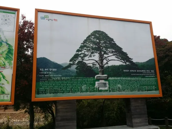 정이품송 사진 5