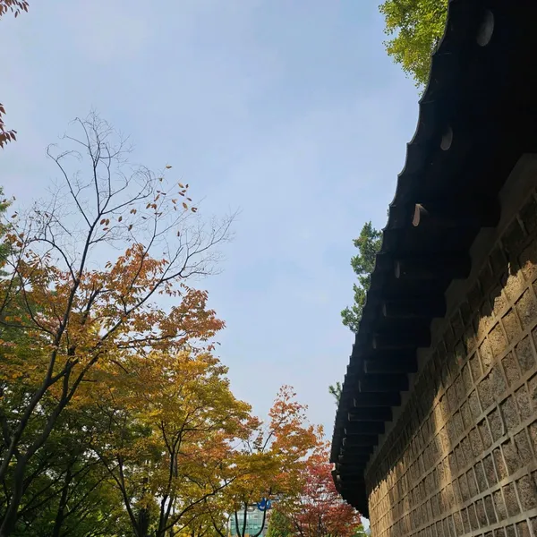 가을단풍길(덕수궁길) 사진 2