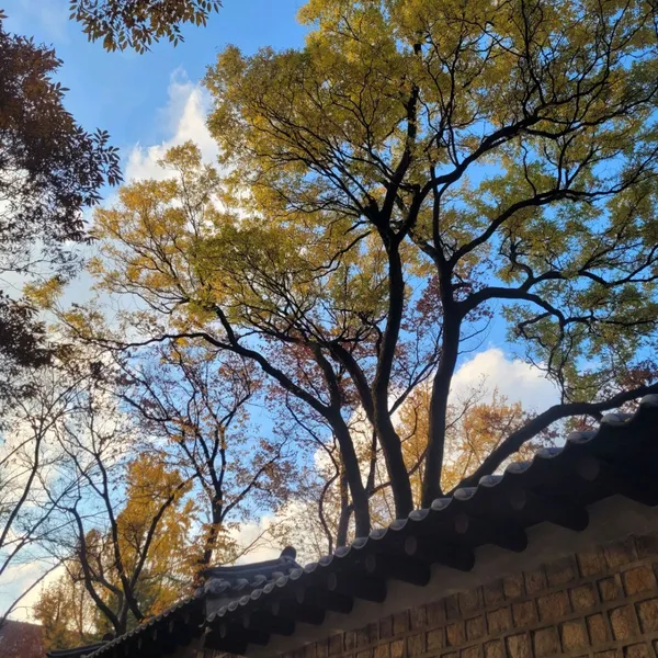 가을단풍길(덕수궁길)