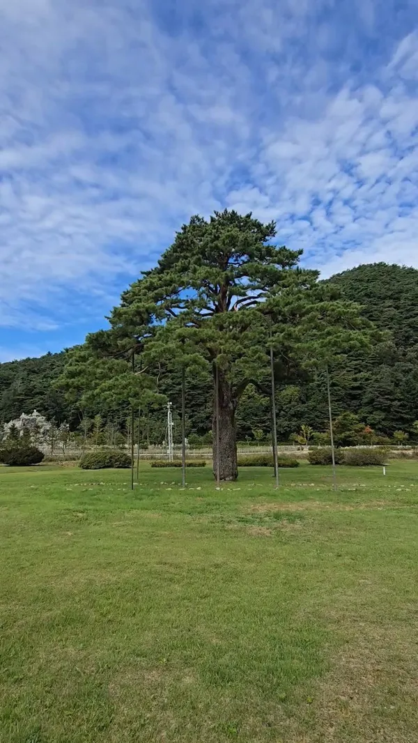 정이품송 사진 4