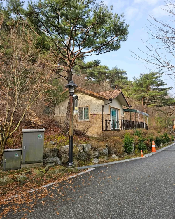 성불산자연휴양림미선나무 사진 4