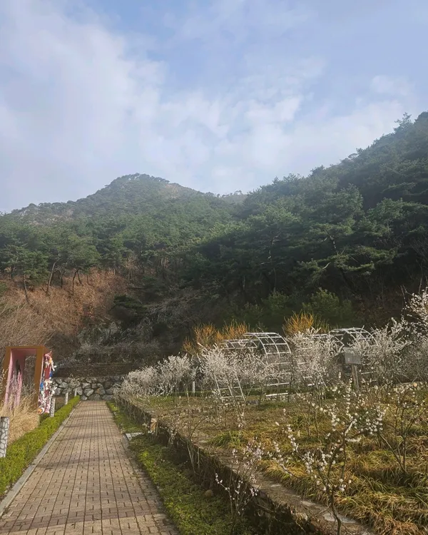 성불산자연휴양림미선나무 사진 2