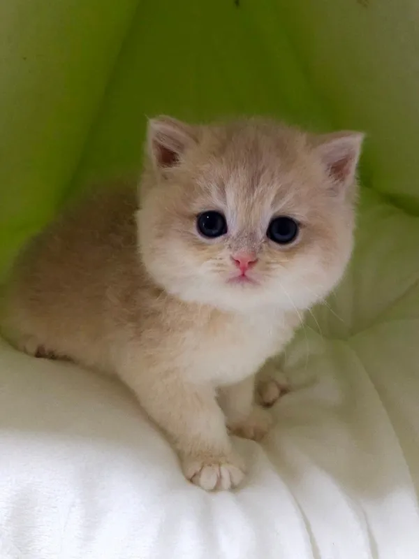 비비냥고양이카페 사진 3