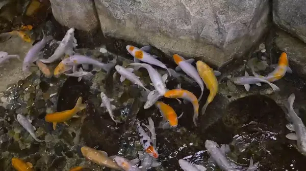 ニューヨーク ギサ食堂の写真5