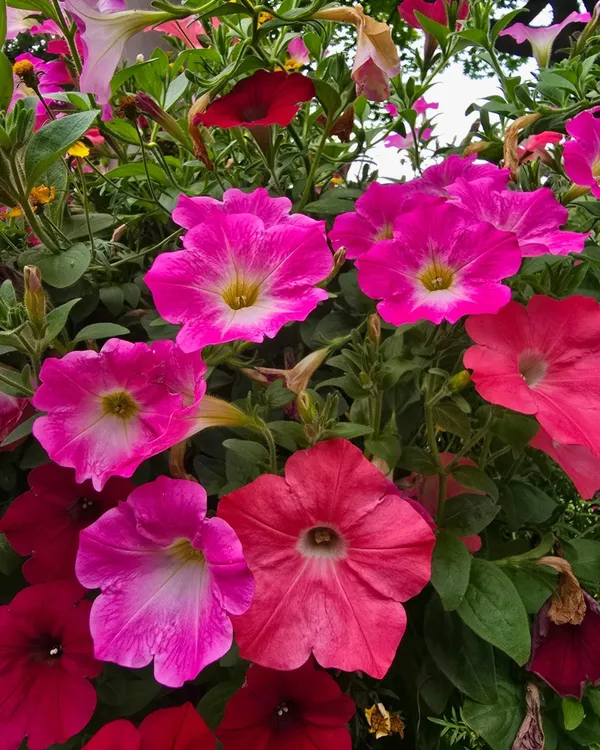 ヨンドゥンポ公園の写真3