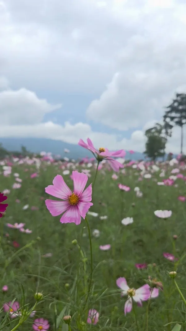 ファンサン公園の写真4