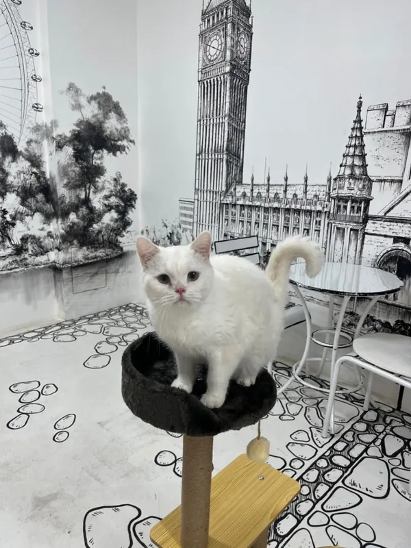 ヤオンイネゴヤンイカフェ スウォン本店の写真3