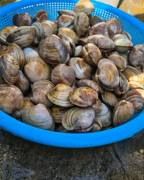 몽산포아델 사진 2
