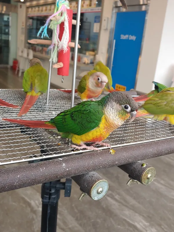 オウムカフェ バードリー