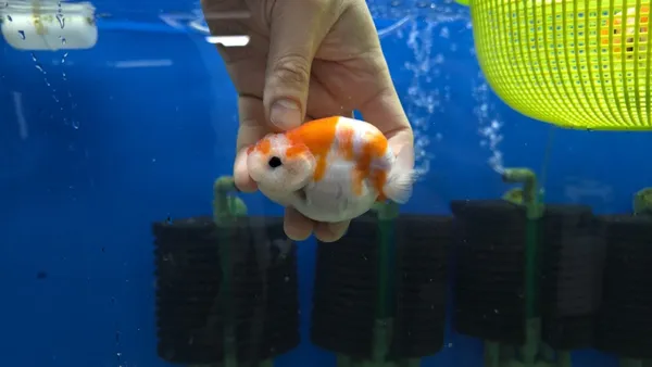 フィッシュギャラリーの写真2