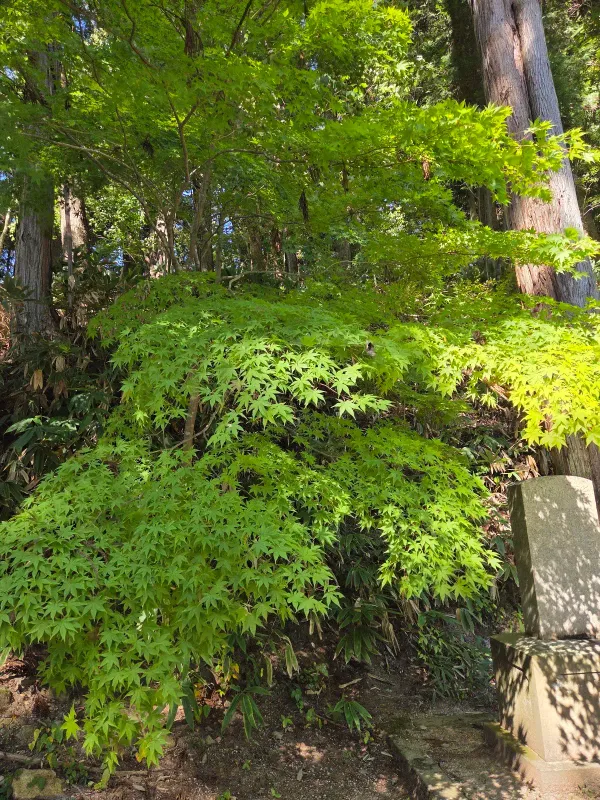 Hie Shrine, photo 5