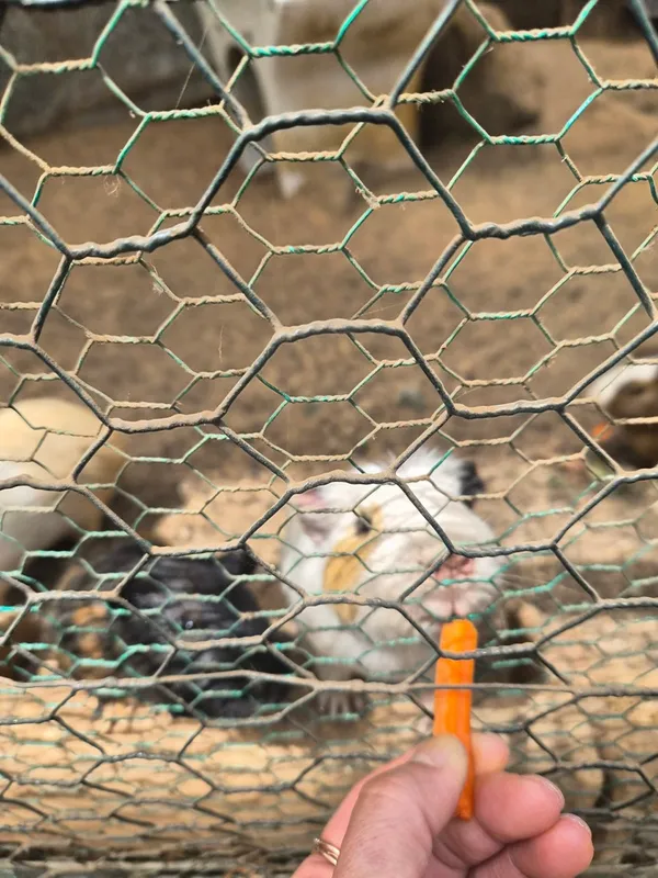 ピークニックハウスの写真5