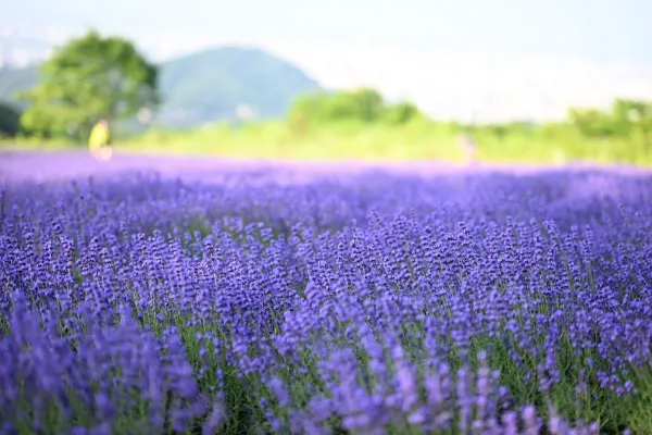 Horomitoge Lavender Garden
