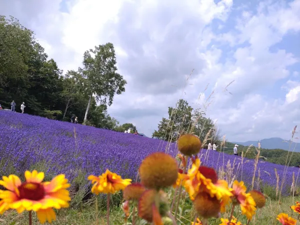 Horomitoge Lavender Garden 사진 3