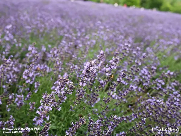 Horomitoge Lavender Garden 사진 4